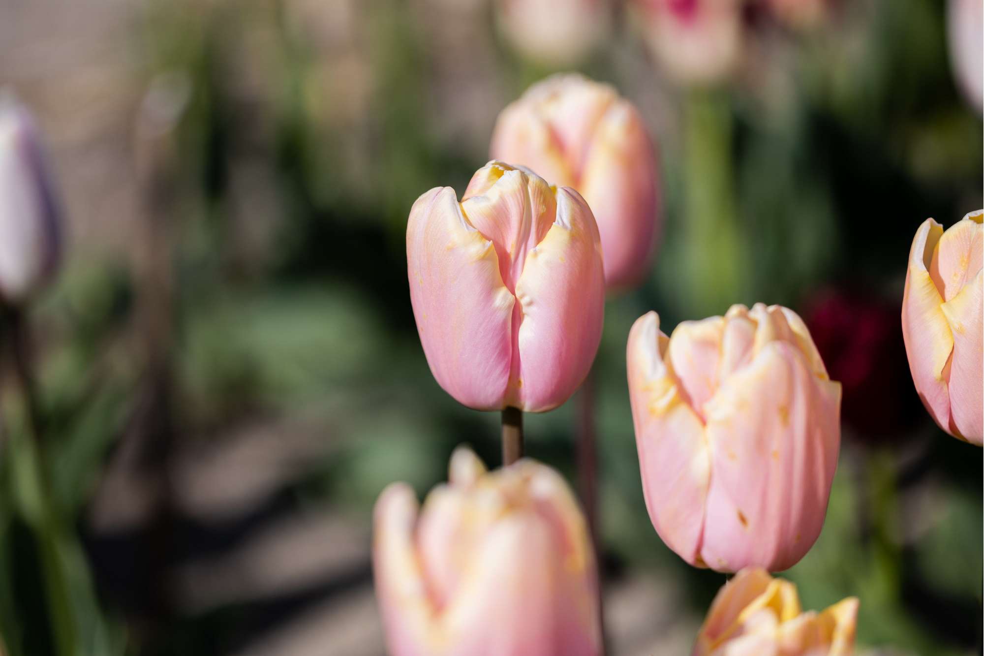 Tulpan 'Mango Charm'